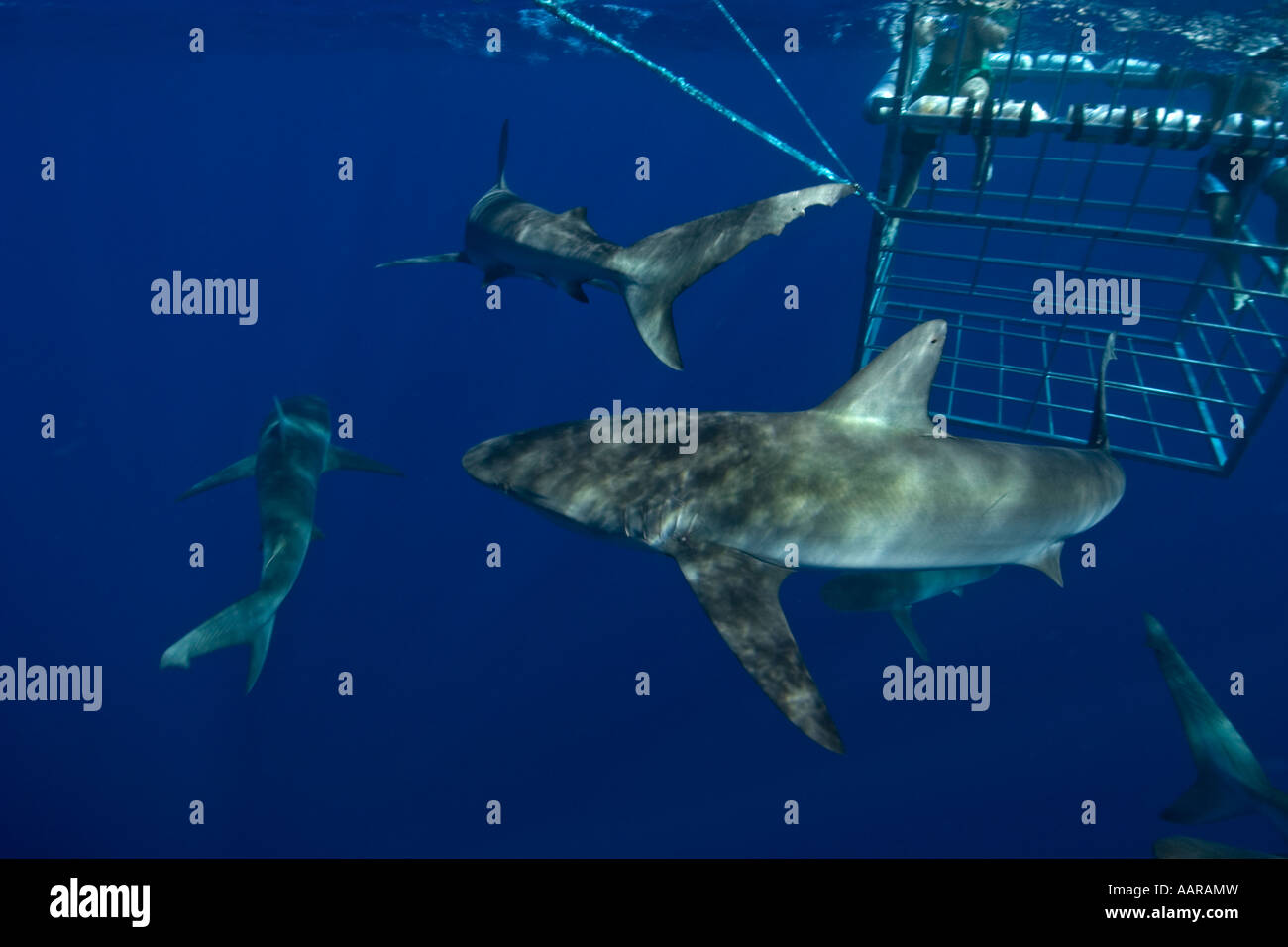 Thrill seekers experience cage diving with Galapagos sharks