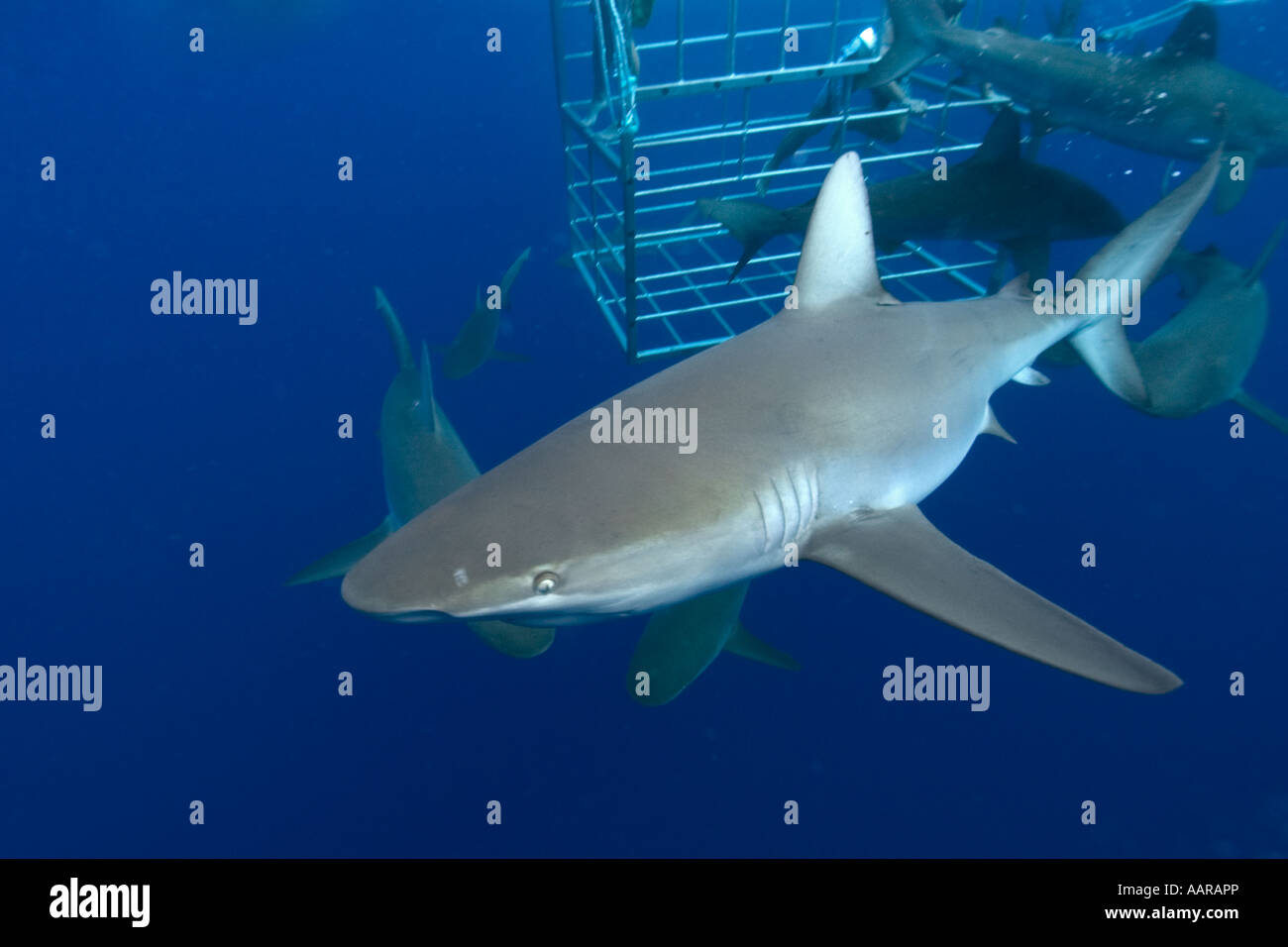 Thrill seekers experience cage diving with Galapagos sharks