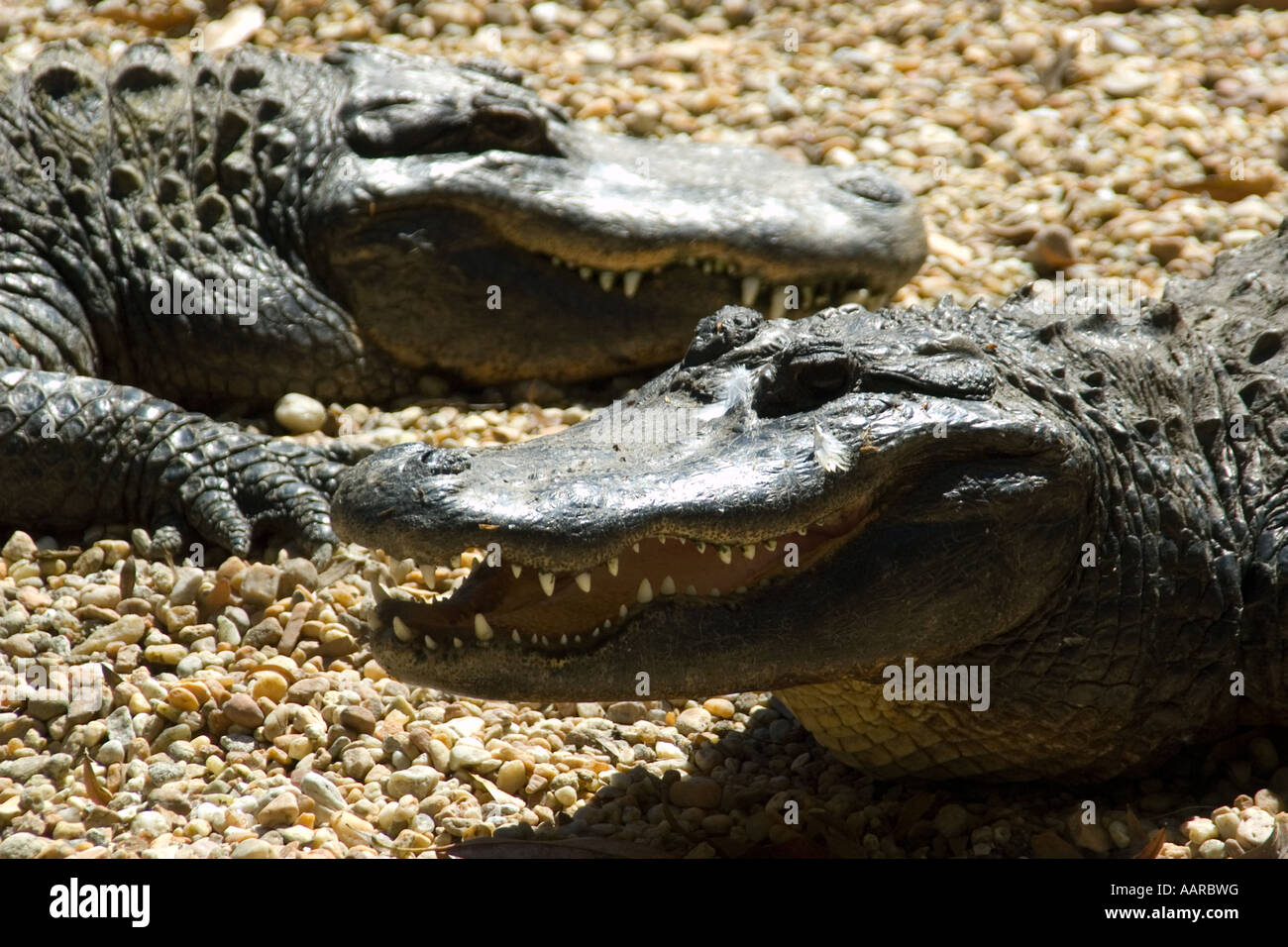 American alligator Alligator mississippiensis Homosassa Springs Wildlife State Park Florida USA