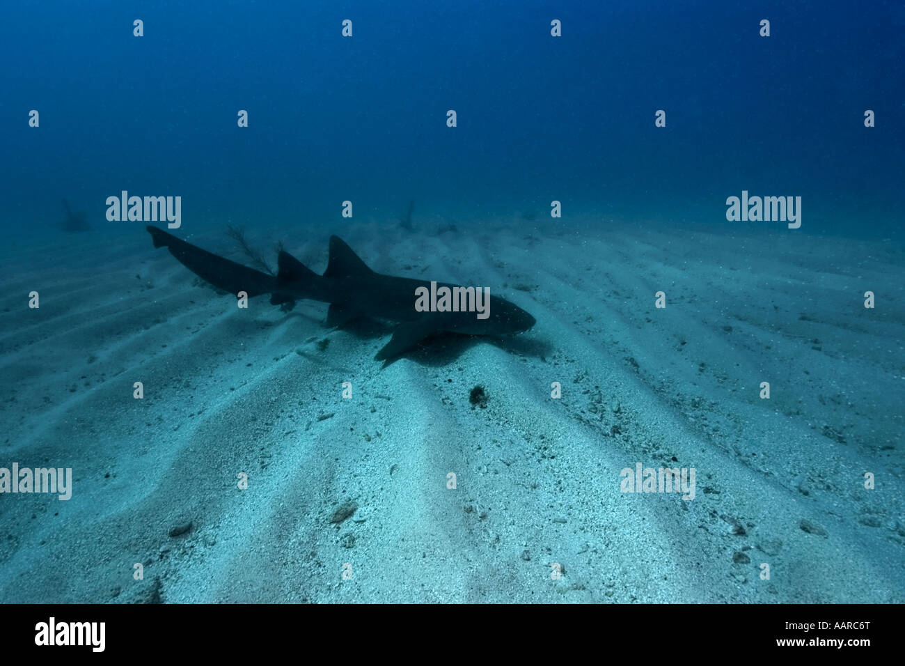 Nurse shark Ginglymostoma cirratum on sandy bottom Molasses Reef Key ...