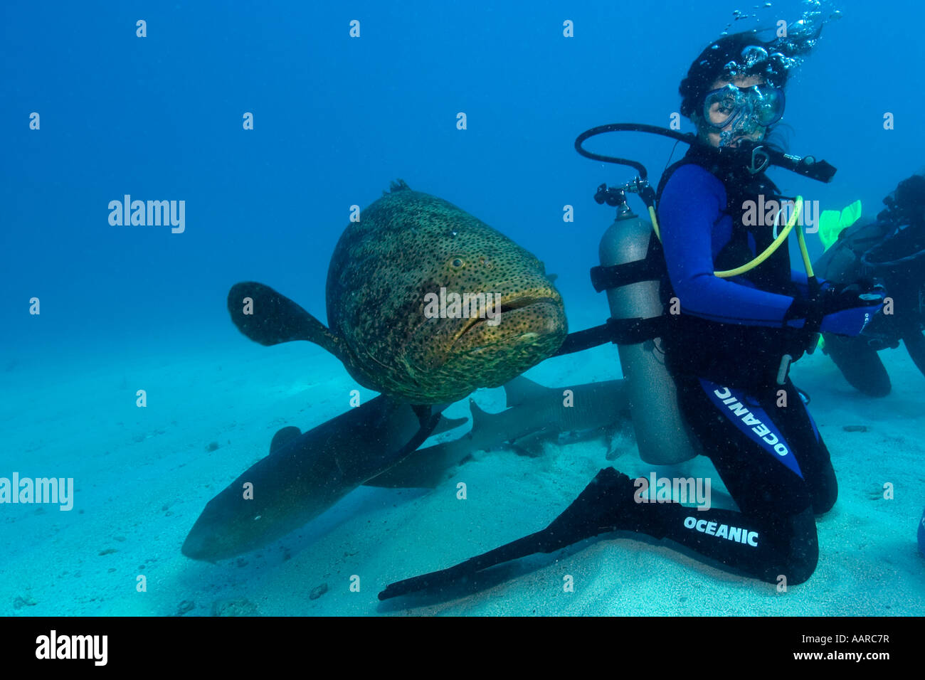 Goliath grouper Epinephelus itajara and Nurse sharks approach a diver