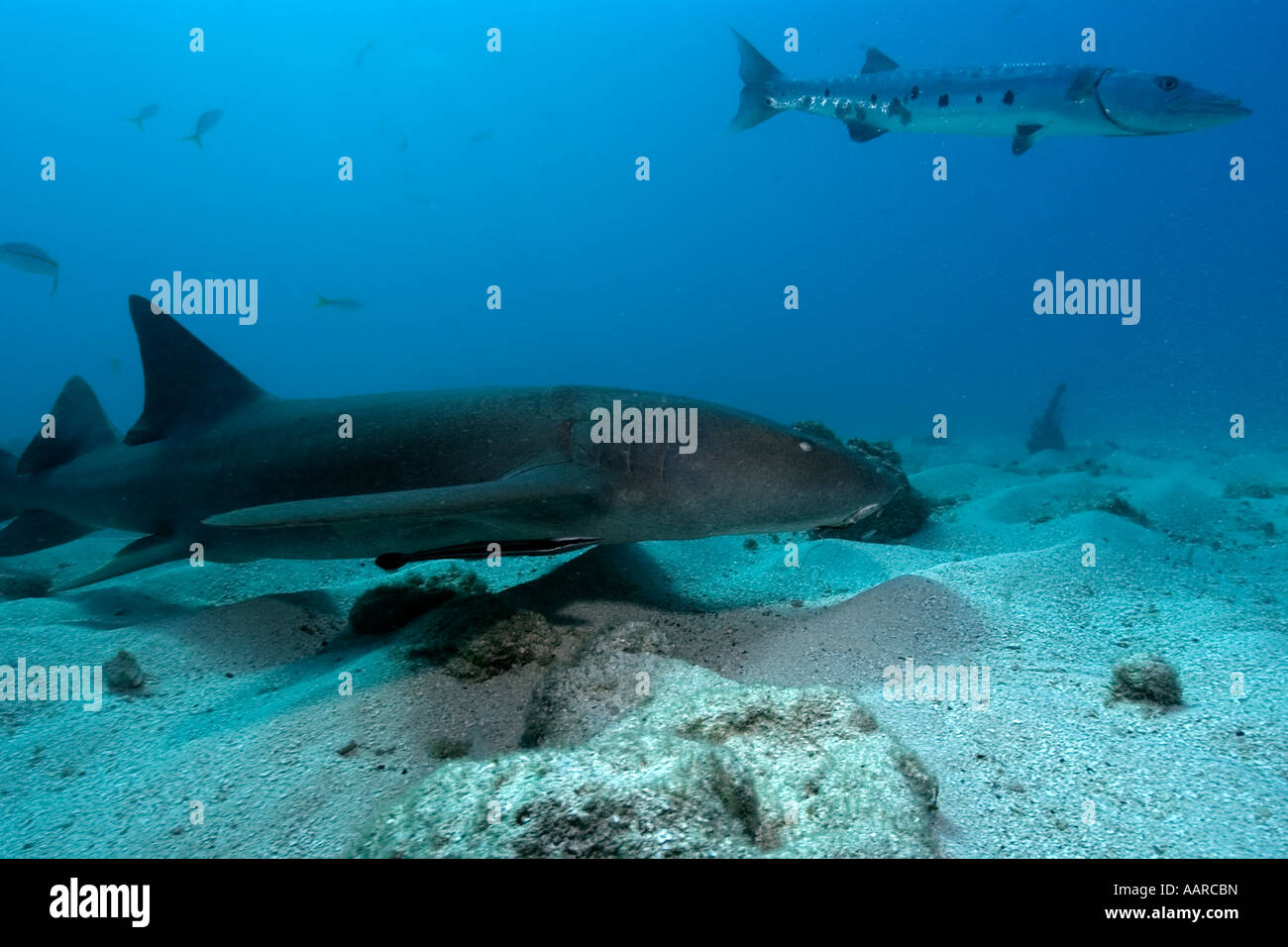 Nurse shark Ginglymostoma cirratum and great barracuda Sphyraena