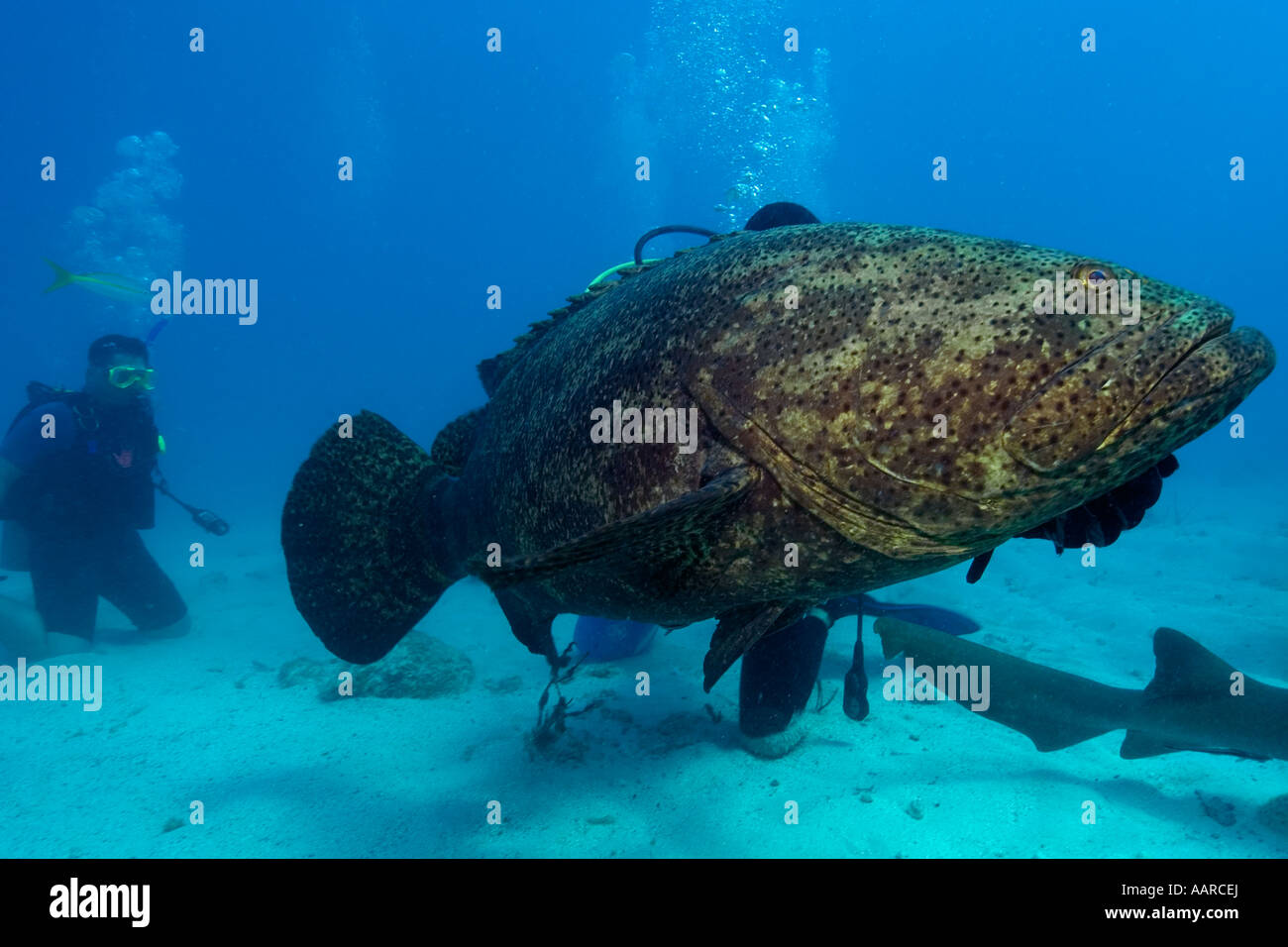 Goliath grouper Epinephelus itajara Molasses Reef Key Largo Florida USA Atlantic Ocean Stock