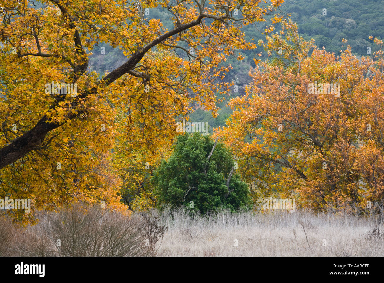 SYCAMORE TREES Platanus occidentalis turn yellow during AUTUMN in GARLAND REGIONAL PARK CARMEL