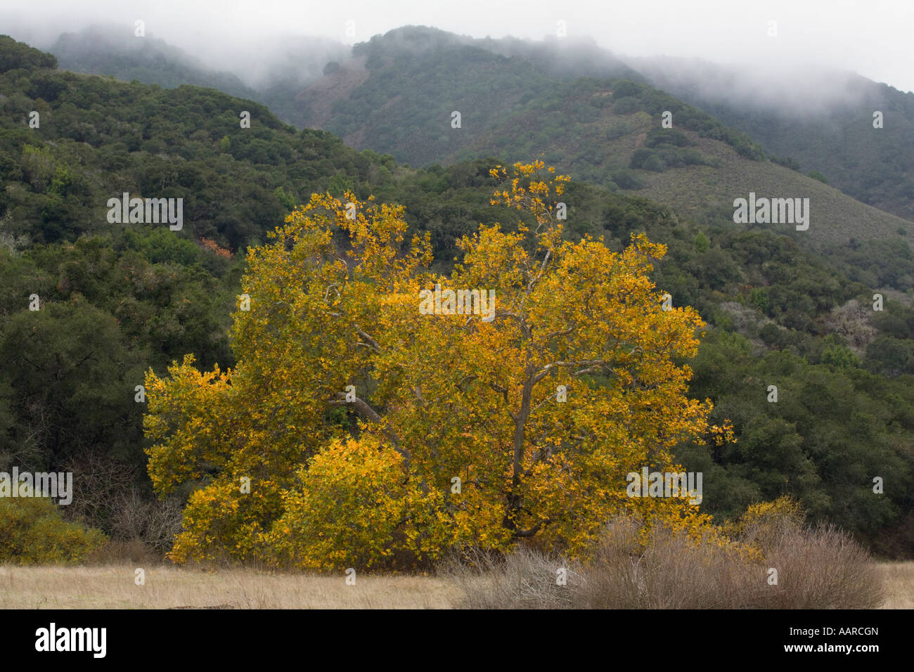 SYCAMORE TREES Platanus occidentalis turn yellow during AUTUMN in GARLAND REGIONAL PARK CARMEL