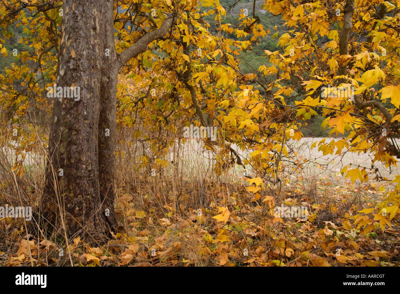 SYCAMORE TREES Platanus occidentalis turn yellow during AUTUMN in GARLAND REGIONAL PARK CARMEL