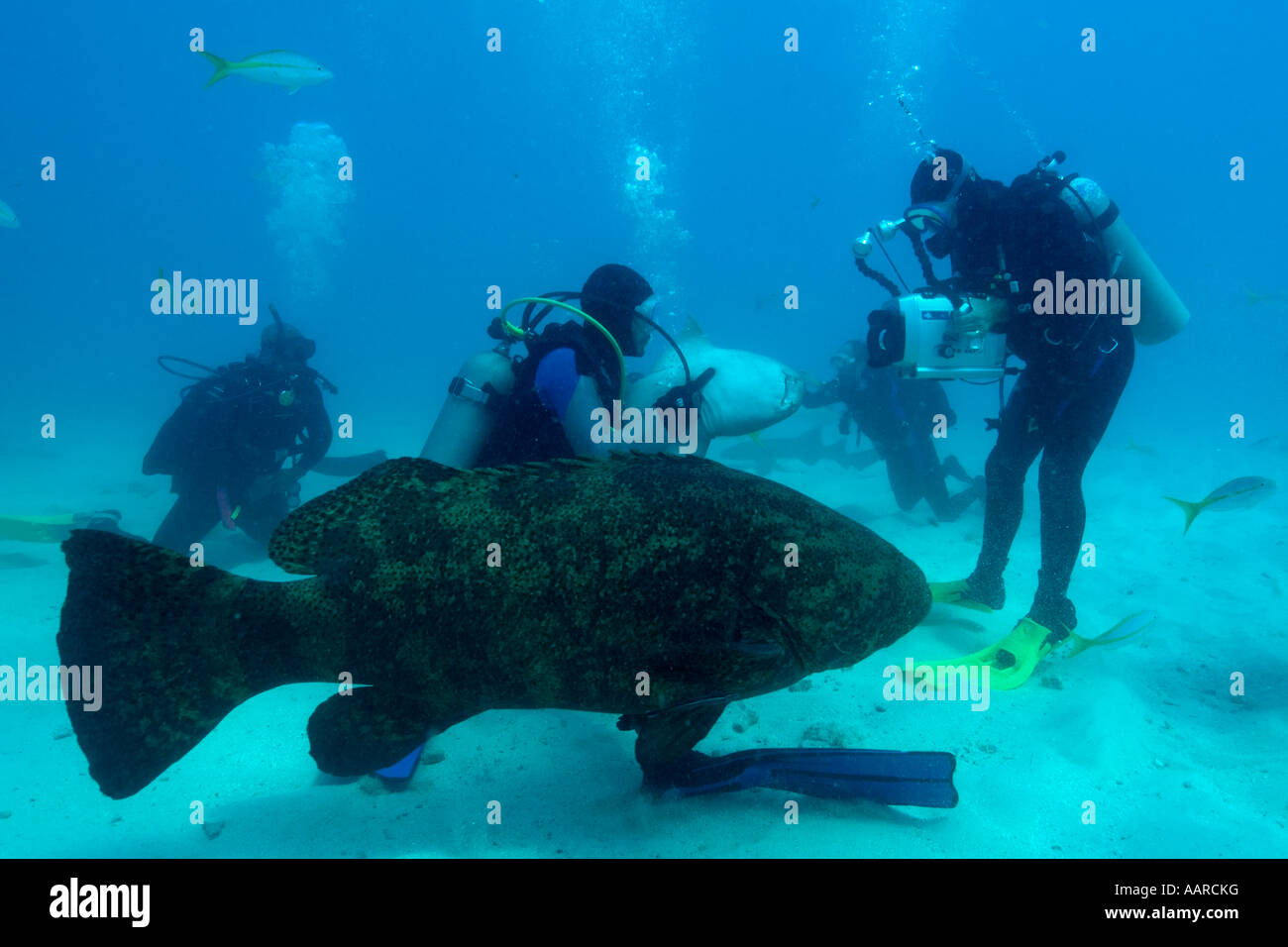 Divers , Nurse sharks Ginglymostoma cirratum and a Goliath grouper