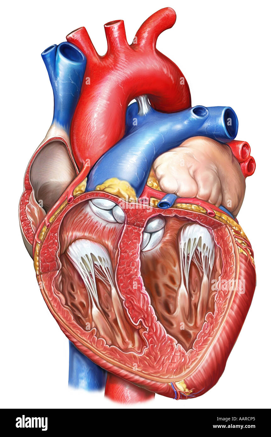 Anatomy of the Heart Internal Stock Photo Alamy