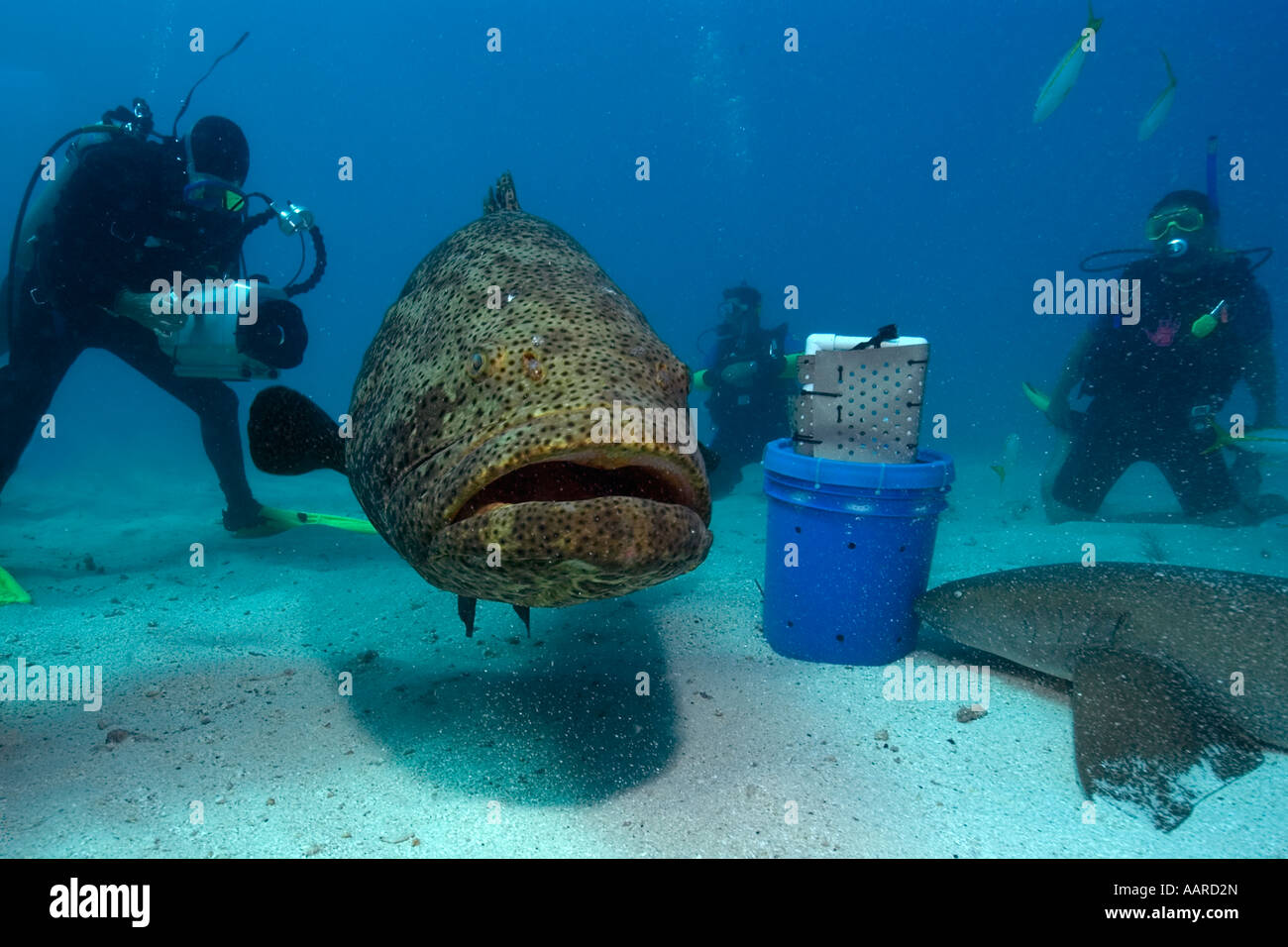 Divers, Nurse sharks Ginglymostoma cirratum and a Goliath grouper
