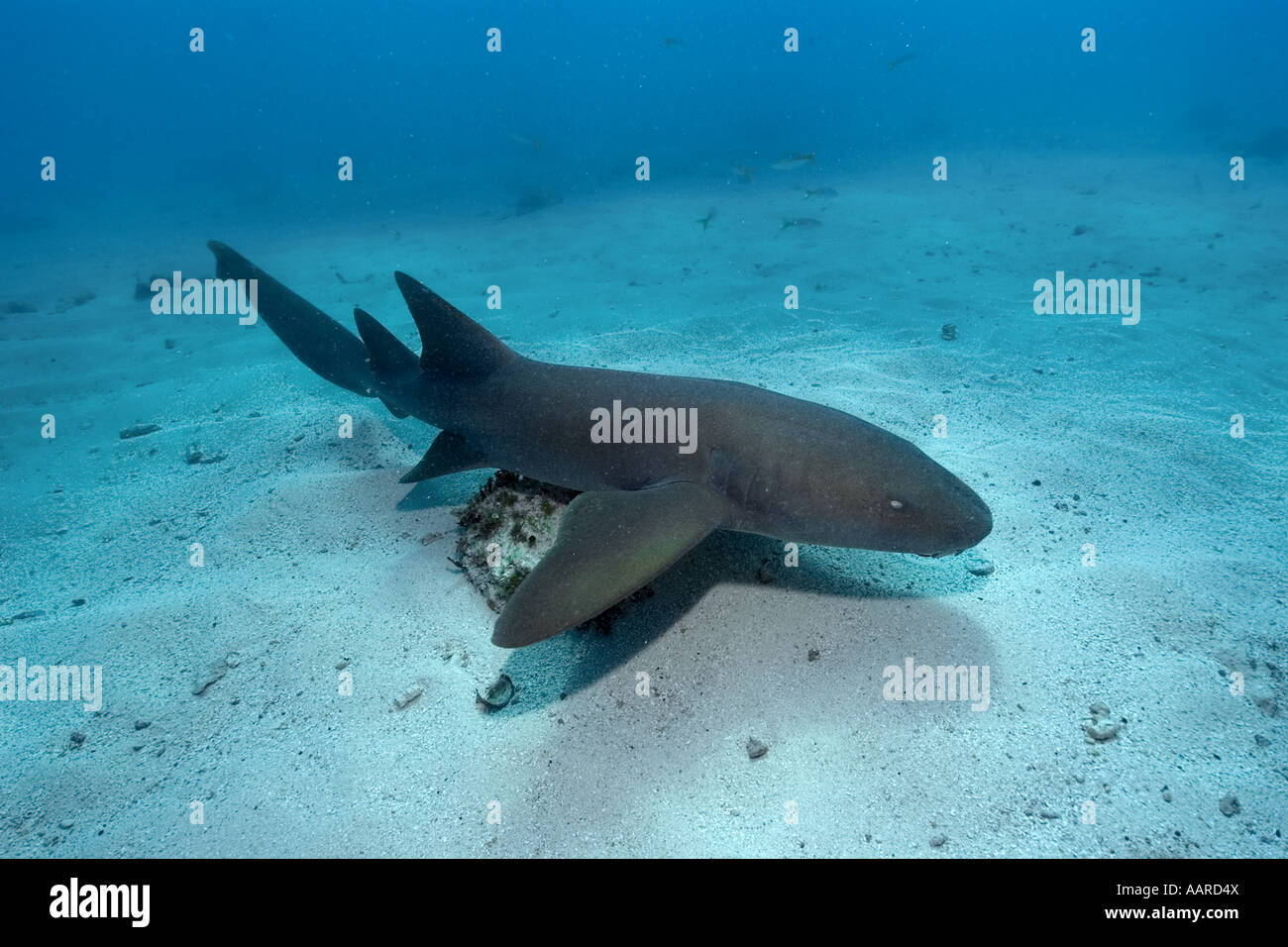 Nurse shark Ginglymostoma cirratum Molasses Reef Key Largo Florida USA Atlantic Ocean Stock Photo