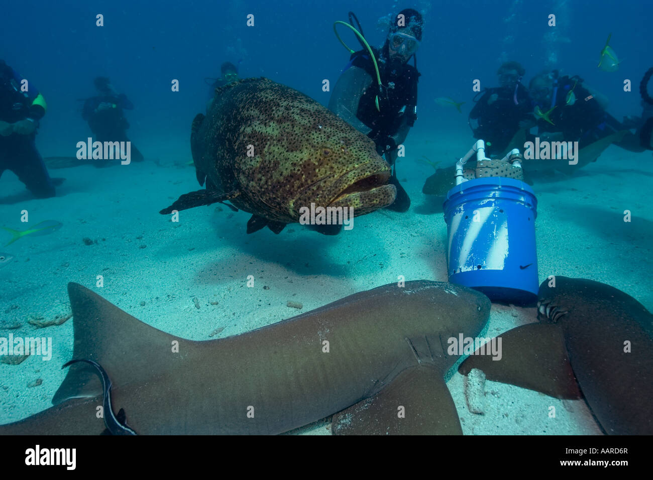 Divers, Nurse sharks Ginglymostoma cirratum and a Goliath grouper