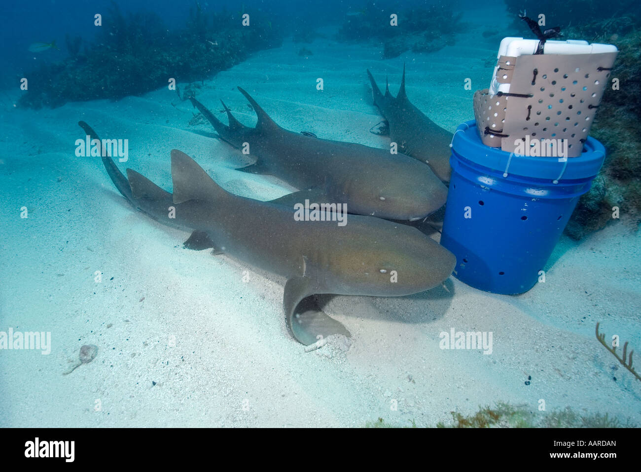 Nurse sharks Ginglymostoma cirratum attracted by scent released from