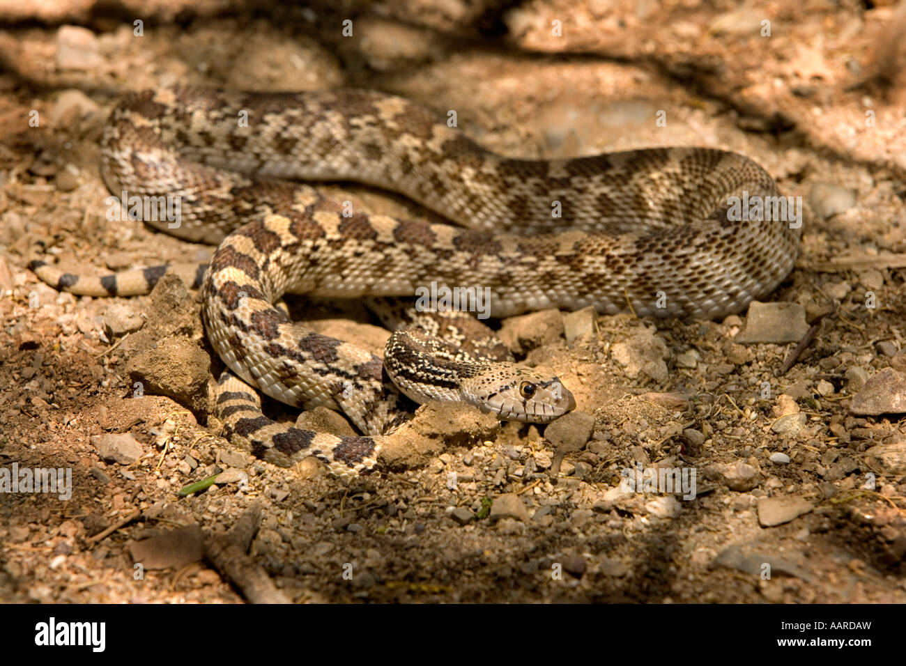 Arizona Gopher Snake Pituophis catenifer affinis Stock Photo