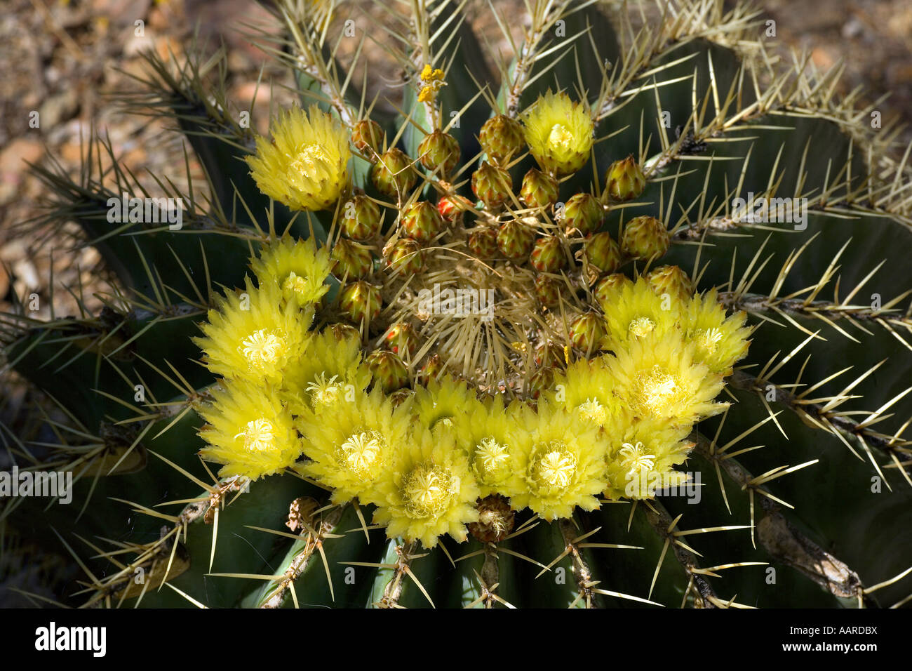 Blooming Barrel Cactus AZ Stock Photo