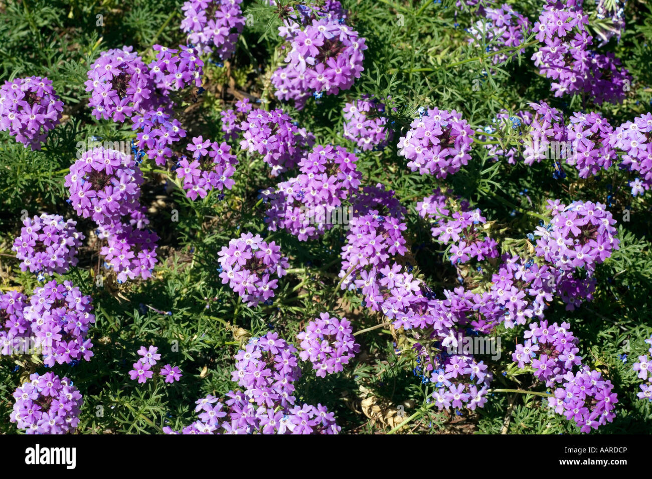 Blooming Moss Verbena Glandularia Tenuisecta Stock Photo Alamy