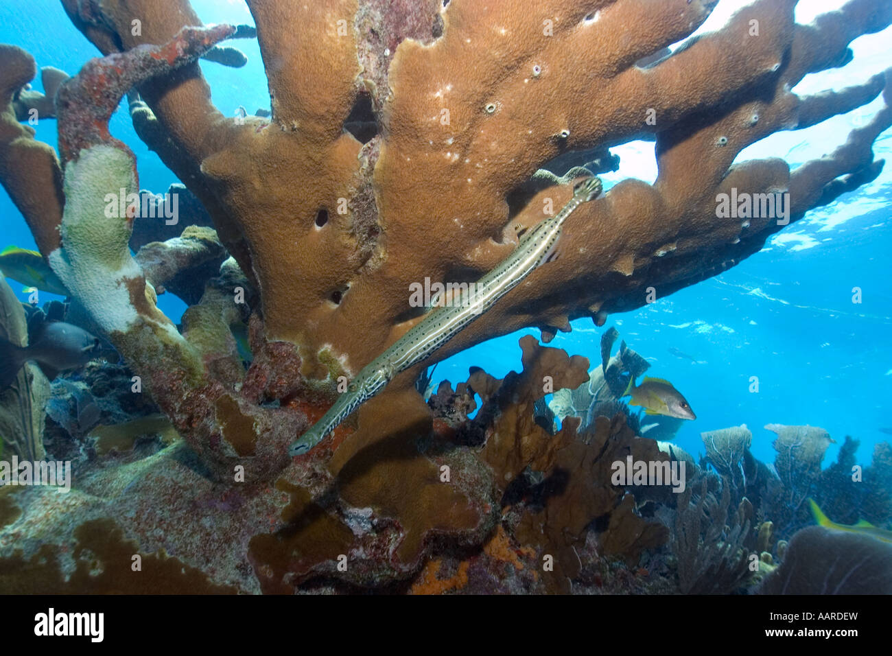 Trumpetfish Aulostomus maculatus swims next to elkhorn coral Acropora palmata Molasses Reef Key Largo Florida USA Stock Photo