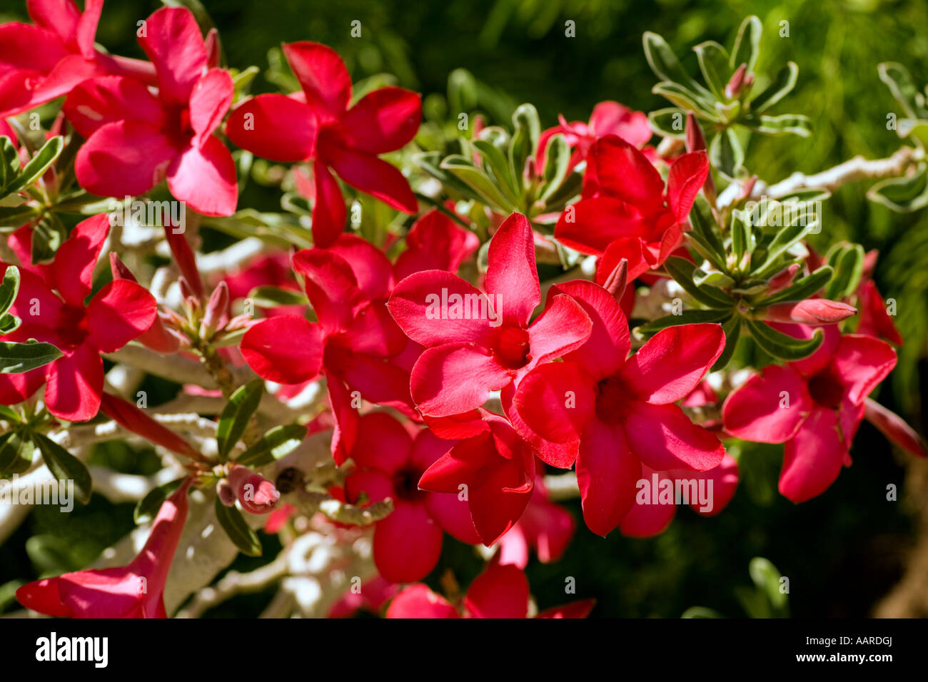 Crimson Star Adenium Apocynaceae Dogbane Family Stock Photo
