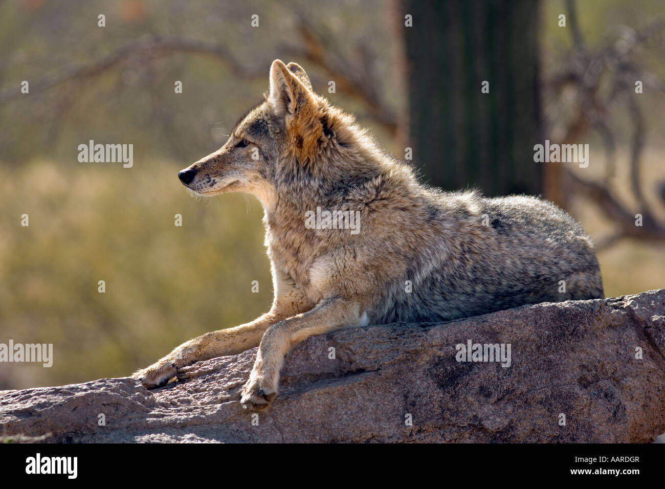 Howling wolf hi-res stock photography and images - Page 3 - Alamy