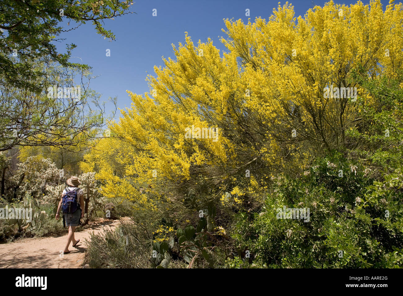 Palo Verde Tree in Bloom Arizona Stock Photo Alamy