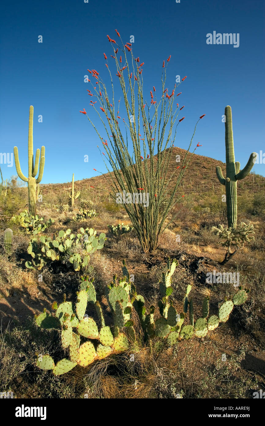 Blooming Ocotillo Saguaro Opuntia Cactus in the Sonoran Desert Stock Photo