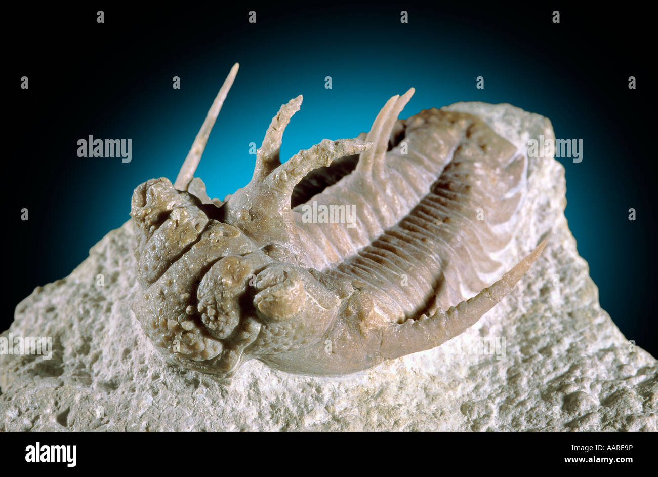 Trilobite Fossil Hoploichas conicotuberculata Middle Ordovician Labda River Russia Stock Photo