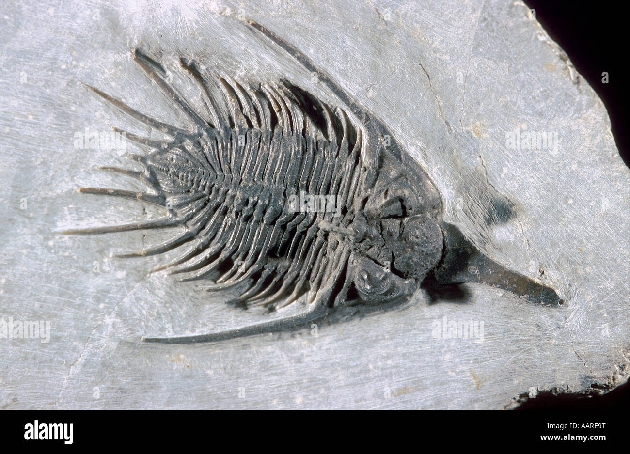 Trilobite Fossil Psychopyge Middle Devonian Morocco Stock Photo