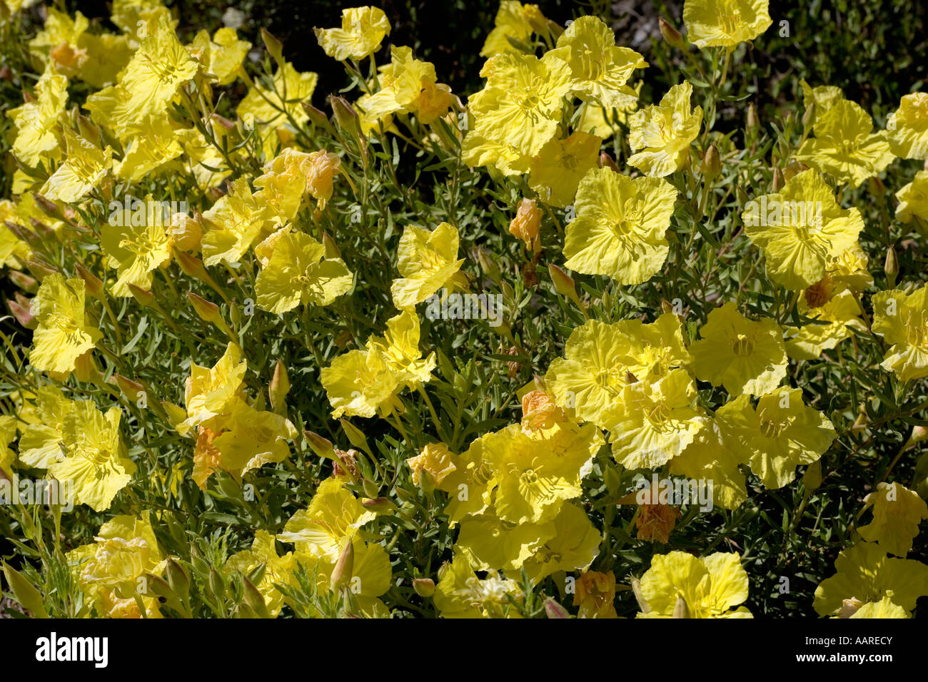 Yellow Evening Primrose Calyophus hartwegii Onagraceae Family Stock Photo
