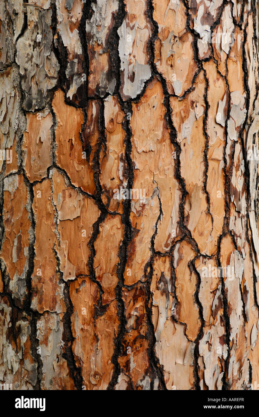 Tree bark texture Stock Photo