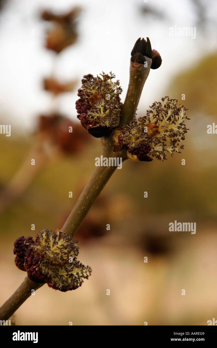 Ash tree buds Stock Photo Alamy