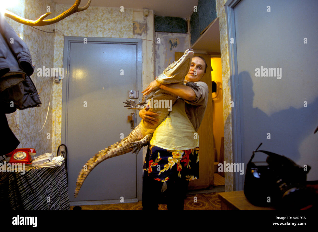 EXOTIC ANIMALS MOSCOW 1995 VALENTIN IVANOV WITH HIS CROCODILE Stock Photo