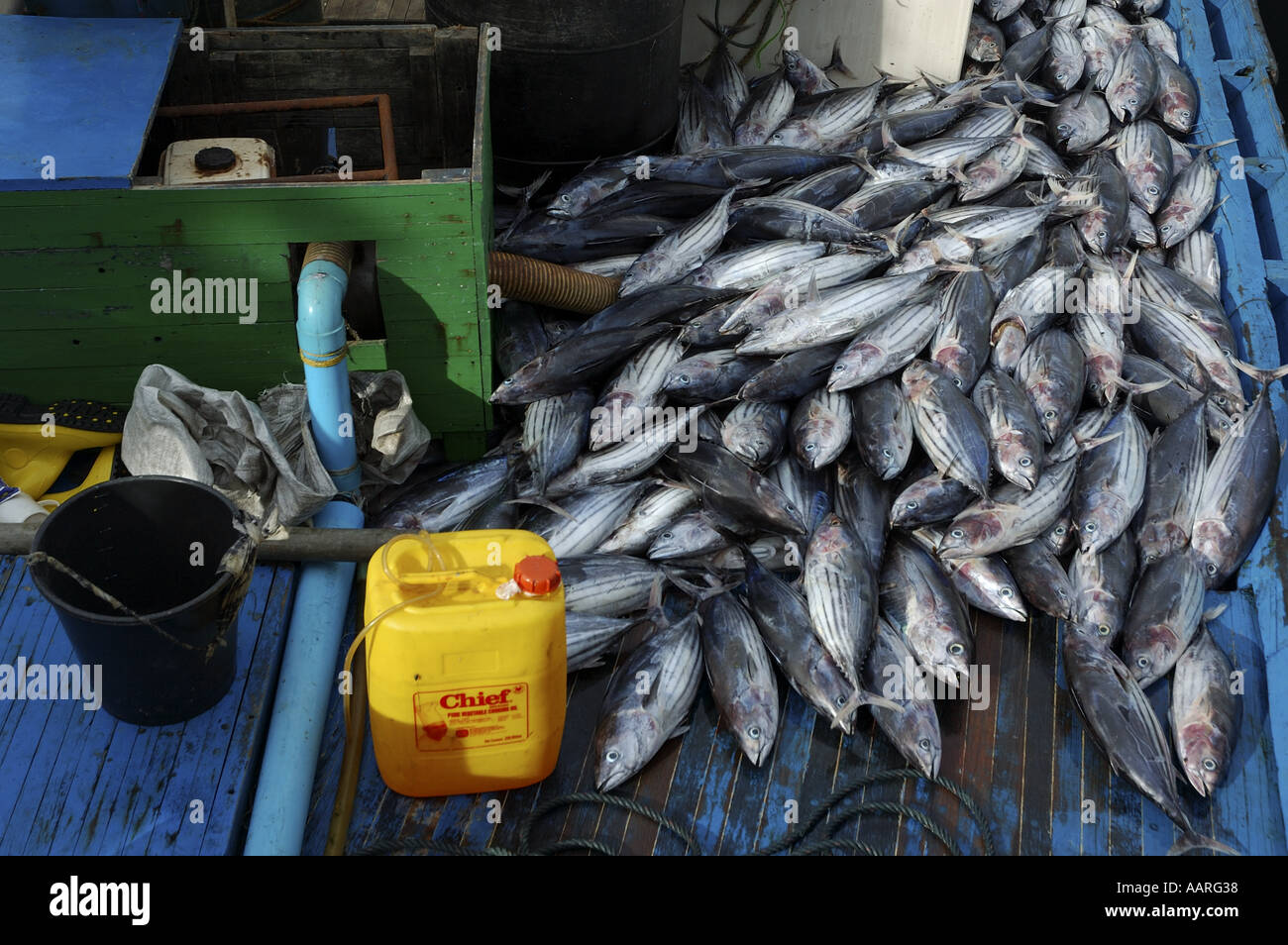 Freshly caught tuna piled on the deck of a fishing boat, Maldives