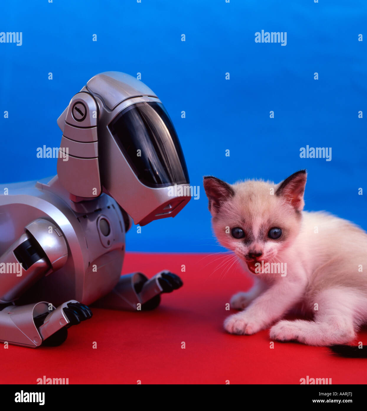 Sony AIBO ( Artificial Intelligence roBOt ) autonomous robot, First generation model ( ERS-110 ERS-111 ) with kitten Stock Photo