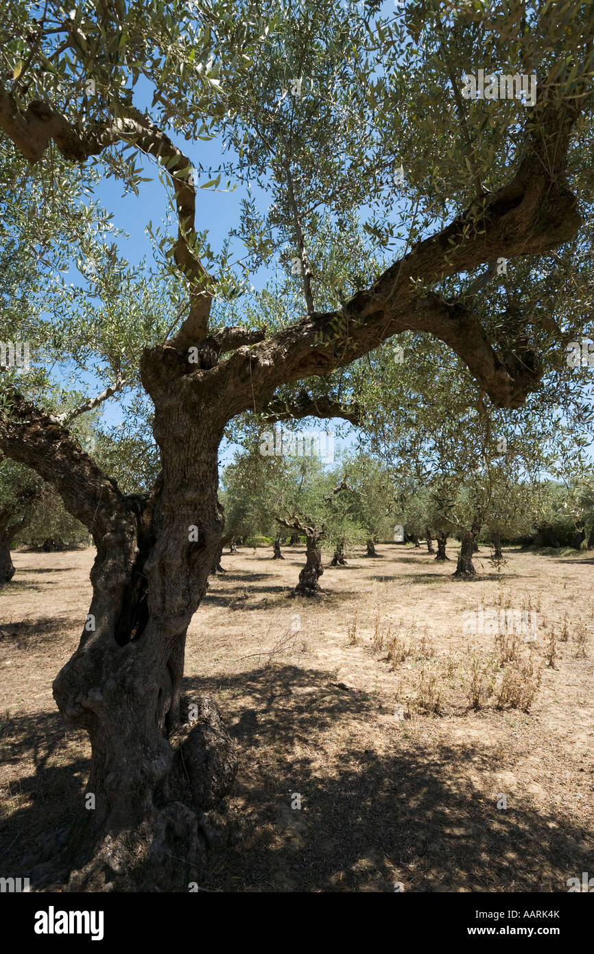 Olive Trees, Zakynthos, Ionian Islands, Greece Stock Photo