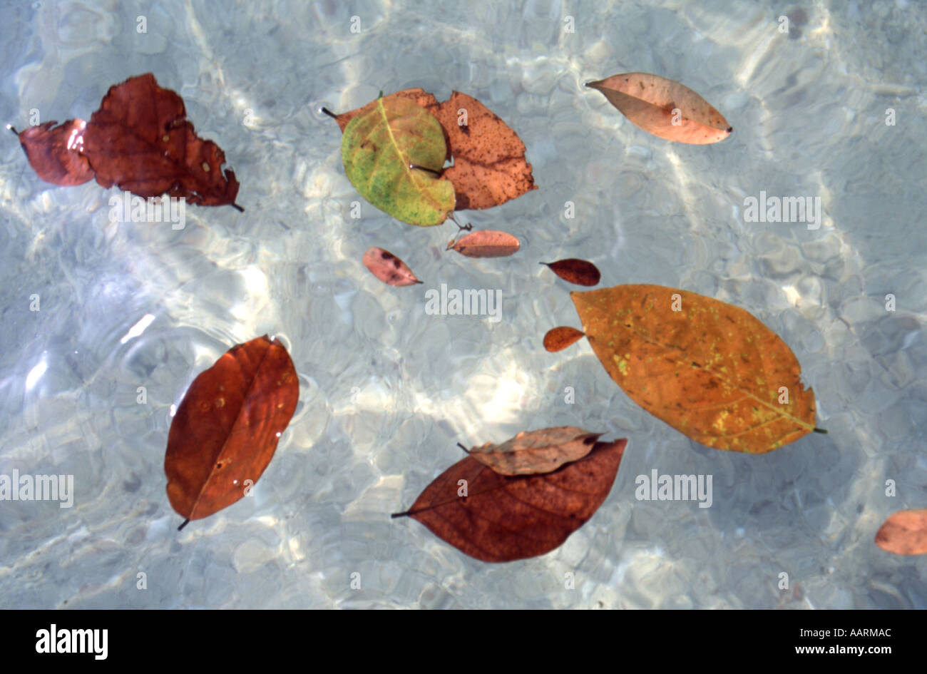 Leaves floating on water surface Stock Photo Alamy