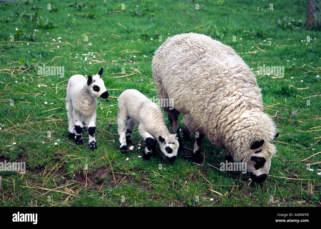 Hampshire Down sheep with lambs, Netherlands Stock Photo Alamy
