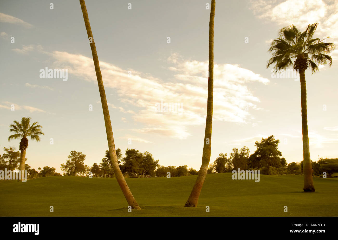 Golf Course and Palm Trees Arizona Golf Resort Mesa Arizona USA Stock ...