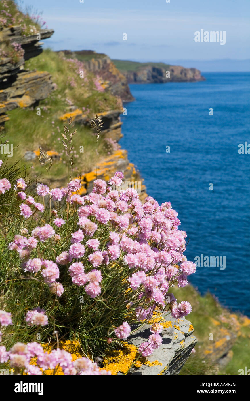 dh Armeria Maritima THRIFT SEA PINKS CAITHNESS On seacliff North Sea coast Scottish wild spring flowers highlands flower scotland uk Stock Photo