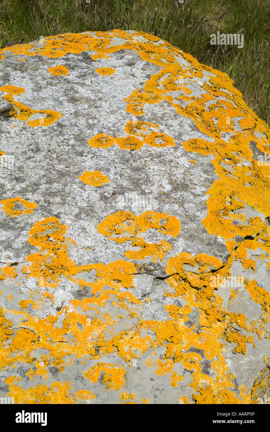 dh  LICHEN UK Lichen on boulder Lecanora Xanthoria parietina Lichina confinis stone alga fungus fungi rock Stock Photo