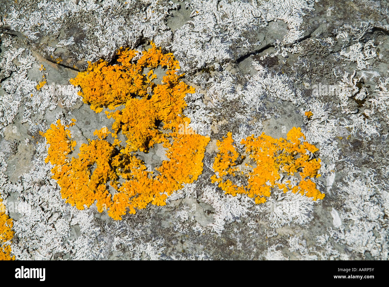 dh  LICHEN UK Lichen on boulder Lecanora Xanthoria parietina Lichina confinis stone alga fungus yellow fungi rock Stock Photo