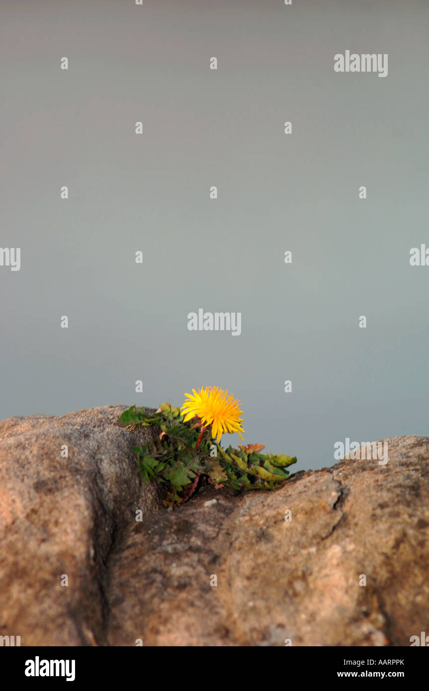 A Wild Dandylion Flower,Which As Managed To Grow In A Small Crack In A Stone Wall. Stock Photo