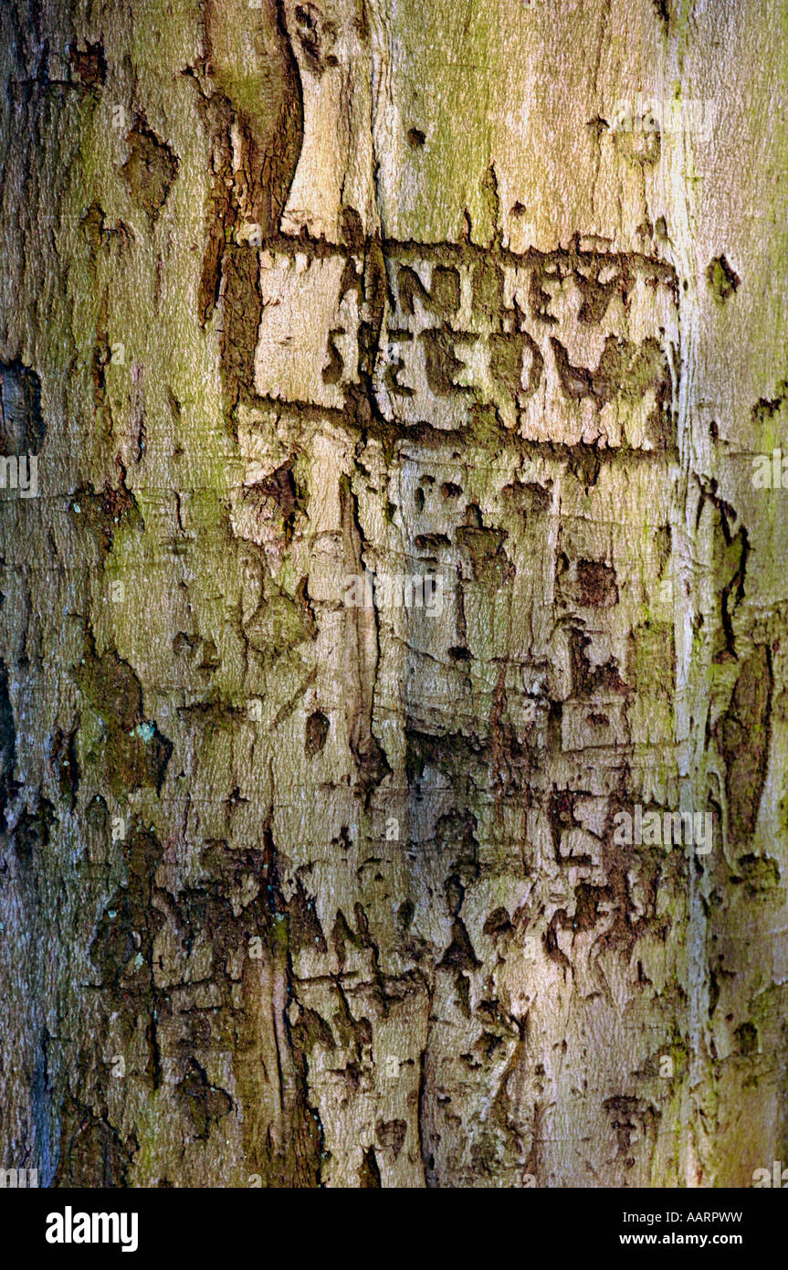 Graffiti Carved Onto A Tree Trunk Stock Photo - Alamy