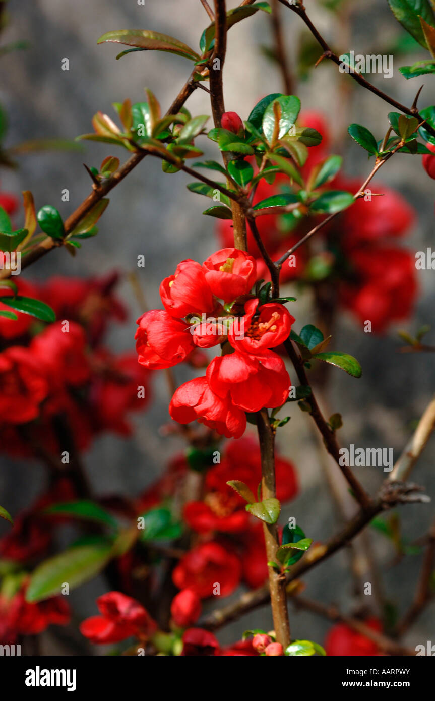 Japanese Quince Cydonia. Also Known As Flowering Quince Stock Photo Alamy