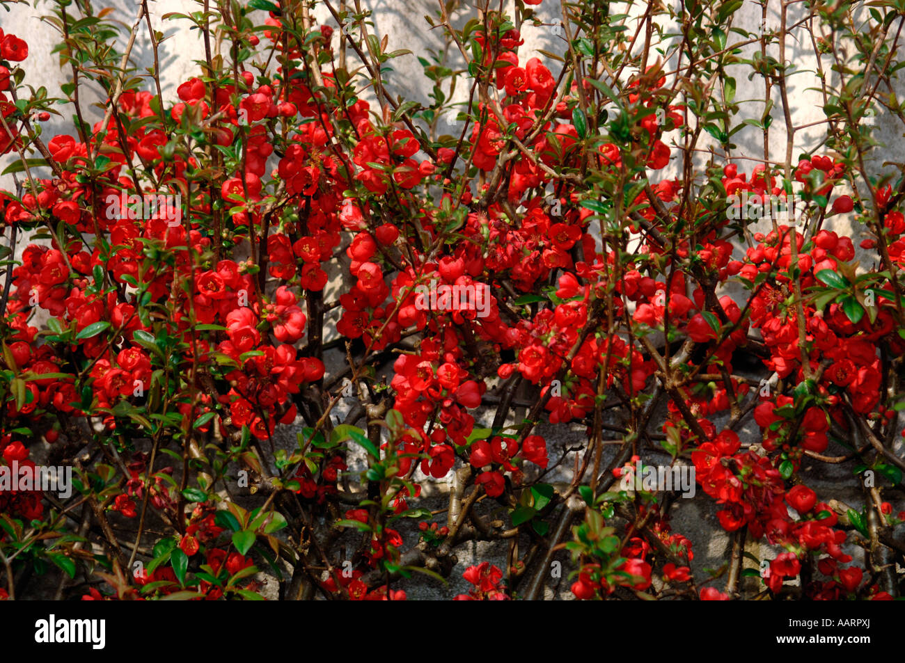 Japanese Quince Cydonia. Also Known As Flowering Quince Stock Photo Alamy