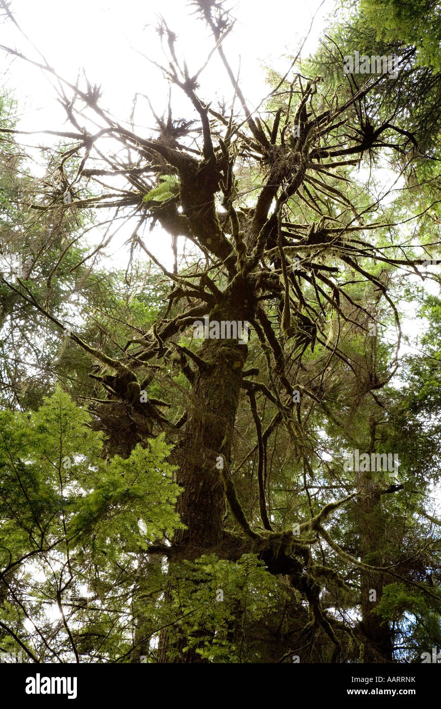 'Witches Broom' or 'Dwarf Mistletoe' Arceuthobium tsugense on Western Hemlock tree coastal rainforest 'Vancouver island' Canada Stock Photo