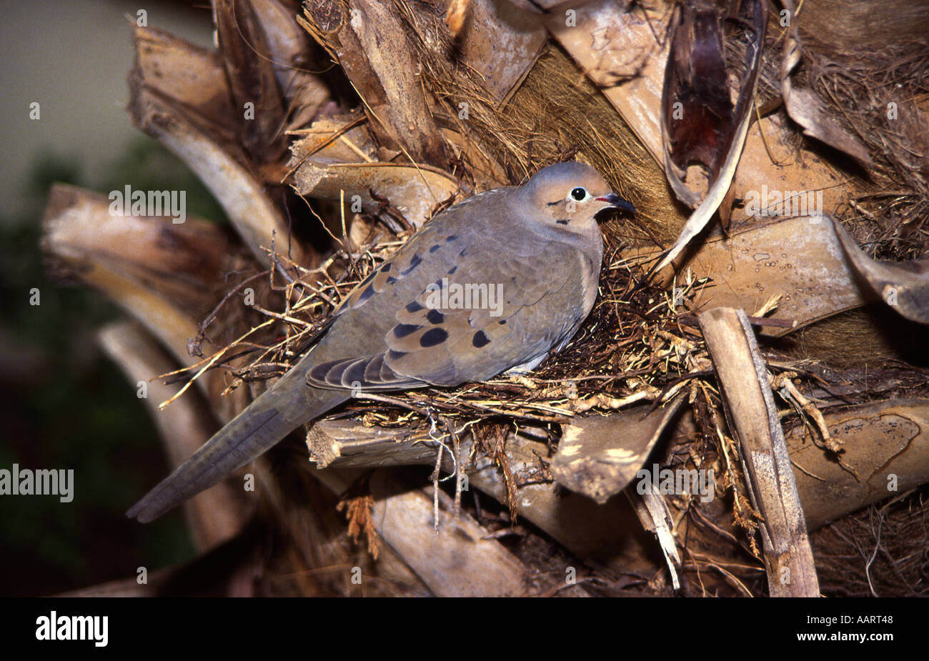 Mourning Dove On Nest In Palm Tree Zenaida Macroura Stock Photo Alamy