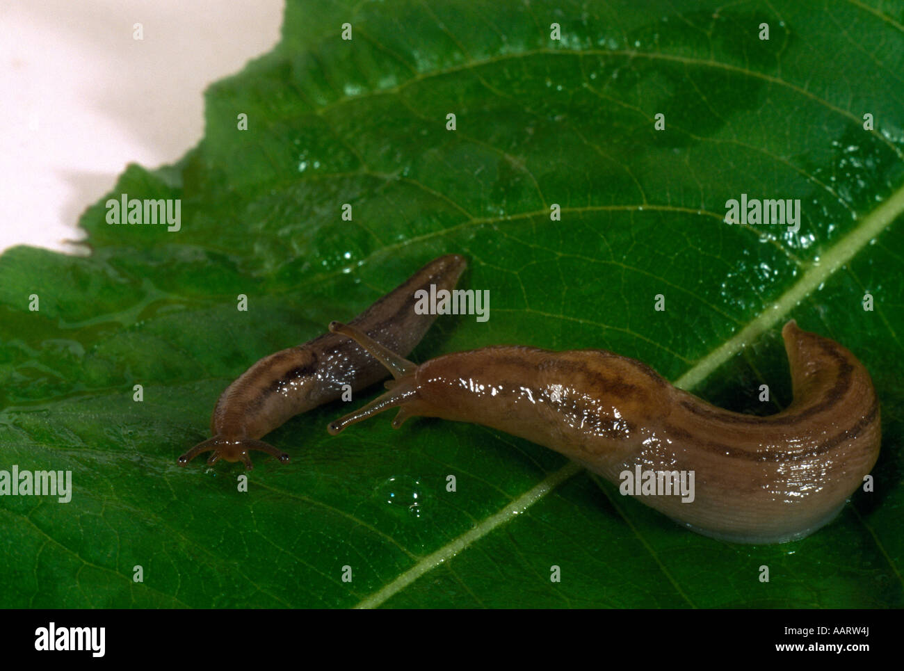 Slug On Leaf Stock Photo - Alamy