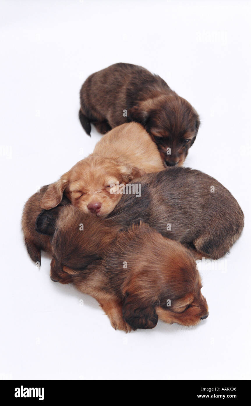 dog s family Stock Photo Alamy