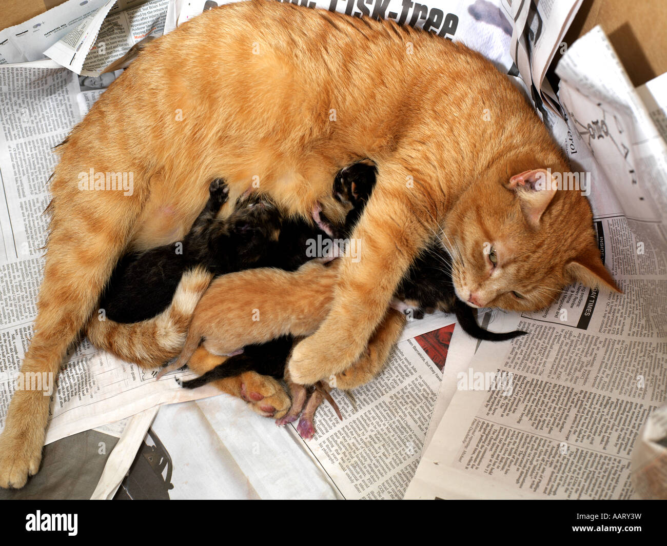 Ginger Female Cat With Newborn Kittens Stock Photo