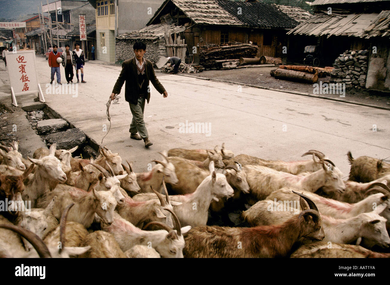 SECHUAN PROVINCE CHINA 1998 FARMER TAKES HIS GOATS TO MARKET IN SONGPAN Stock Photo