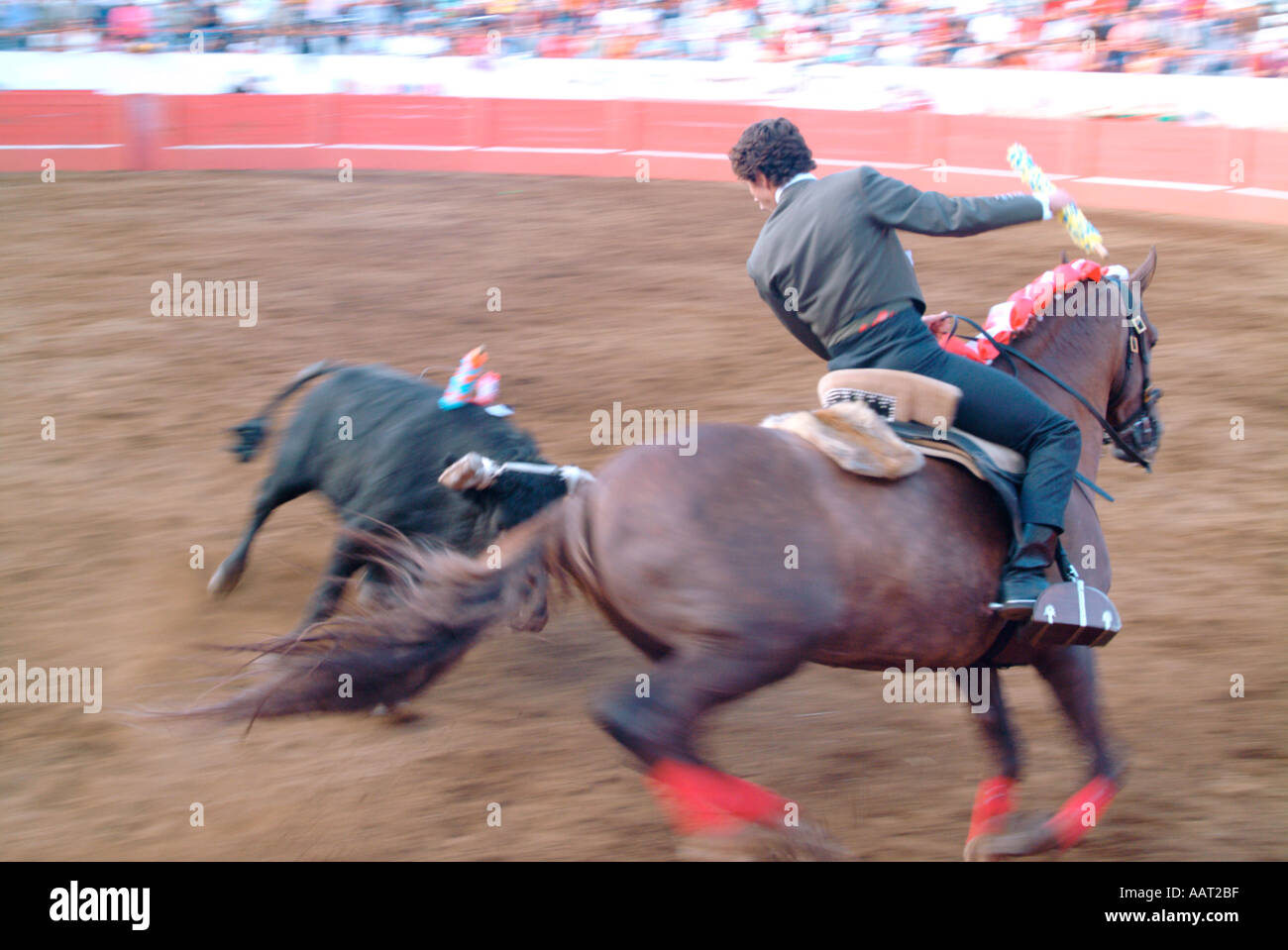 A picador on horseback avoids the charge of a bull while carrying the flowered bandeirilhas  at a bullfight in the Azores Stock Photo